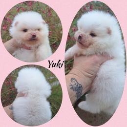 Yuki - White female Pomeranian puppy in Oologah, Oklahoma from GG's Pomeranians