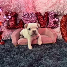 French Bulldog Puppies from The Frenchie Lady Co.