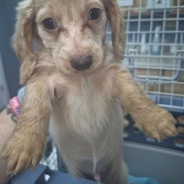 Ckc cream boy - Cream male Dachshund puppy in Madisonville, Tennessee from LaRose Farm & Kennels