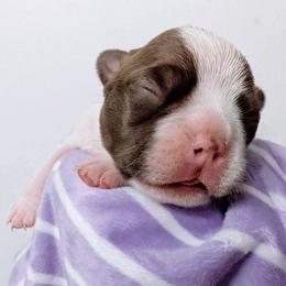 Baby Aerith Red Girl - Seal and white female Boston Terrier puppy in Kingsport, Tennessee from Sleepwalker Bostons