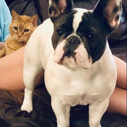 French Bulldog Puppies from NC French Kiss-A-Bulls