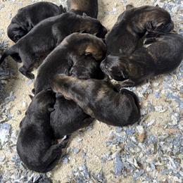Boy 6 - Sable male German Shepherd puppy in Denver, Colorado from Morales Kennels