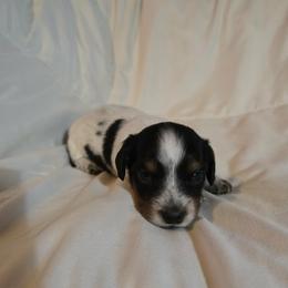 Pepper - Piebald male Dachshund puppy in Washburn, Tennessee from Broken Arrow Miniature Dachshunds