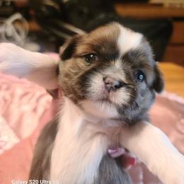 Puppy 2 - Blue and white female Shih Tzu puppy in Belleville, Michigan from Patricia's Heavenly Earth Angels