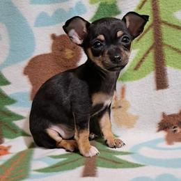 Libby - Black and tan female Chihuahua puppy in Bell, Florida from BellCrist Aussies