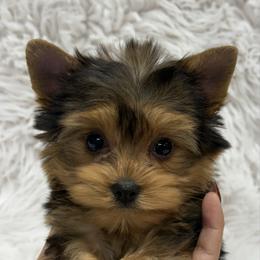Brie - Black and tan female Yorkshire Terrier puppy in Mattawa, Washington from All Star Yorkies