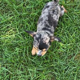Violet - Merle female Chihuahua puppy in Amity, Pennsylvania from Baxters Chihuahuas