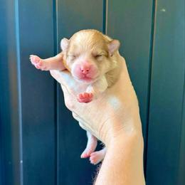 Girl 1 - Red parti female Pomeranian puppy in Stroud, Oklahoma from Laik’s Little Shihtz & Poms
