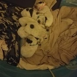 Australian Cattle Dog Puppies from LoveAHeeler