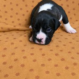 Girl 1 - Fawn female Boxer puppy in Temple, Georgia from B&B Boxers