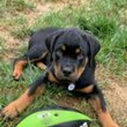Rottweiler Puppies from Von Schonen Rottweilers