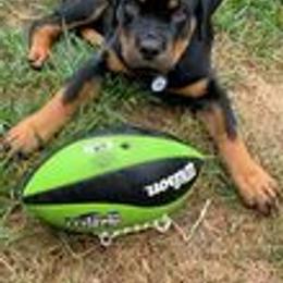 Rottweiler Puppies from Von Schonen Rottweilers