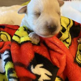 White girll - yellow - White female Miniature Schnauzer puppy in Lehigh Acres, Florida from Regency Schnauzer