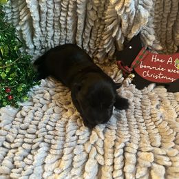 Bonnie - Black female Scottish Terrier puppy in Eagle Lake, Florida from Its Scot To Be Love Scotties