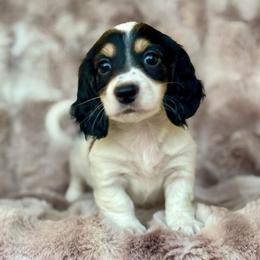 Colby - Black and cream male Dachshund puppy in Lincoln, California from ForeversEdge Doxies