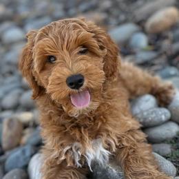 Mr. Perfect - Red  male Goldendoodle puppy in Modesto, California from Central Valley Canine Companions
