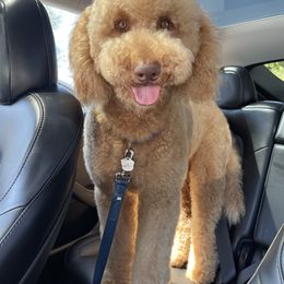 Bruce - Goldendoodle