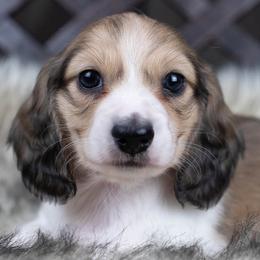Garrett - Cream male Dachshund puppy in Barnesville, Pennsylvania from Dachsy