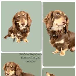 Oak - Dachshund