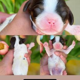 July - Tri-color male Cavapoo puppy in Yuciapa, California from AlltheDoodlez_