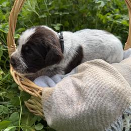 Wirehaired Pointing Griffon Puppies from Idleista Grand Chasseur