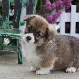 Basset Hound and Pembroke Welsh Corgi Puppies from Northstar Corgis and Basset Hounds