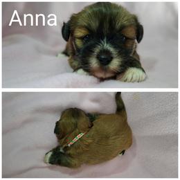 Anna - Red gold female Lhasa Apso puppy in Cincinnati, Ohio from Shangri-La Lhasa Apsos