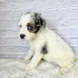 Brynn - Blue merle female Bernedoodle puppy in Moulton, Iowa from Shondel Puppy Paws