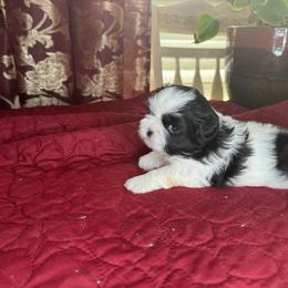 Shih Tzu Puppies from Judy's Shih Tzus
