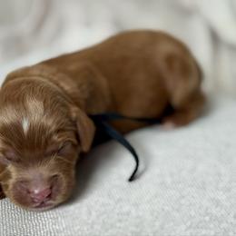 Black - Red  male Goldendoodle puppy in Hesperia, Michigan from Red Acres Poodles & Doodles