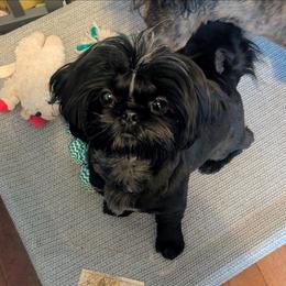 Petunia - Shih Tzu