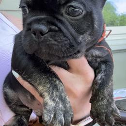 French Bulldog Puppies from Camarra King