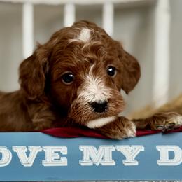 Red - Red  male Goldendoodle puppy in Hesperia, Michigan from Red Acres Poodles & Doodles