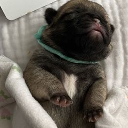 Girl 3 - Fawn Pug puppy in Live Oak, Florida from Heartstring Pugs