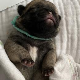 Girl 3 - Fawn Pug puppy in Live Oak, Florida from Heartstring Pugs