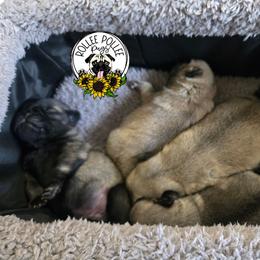 Boy2 - Fawn male Pug puppy in Keysville, Georgia from Rollee Pollee Pugs