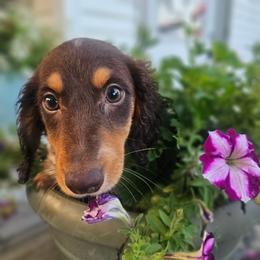 Mahogany - Chocolate and tan male Dachshund puppy in Arthur, Illinois from Dachs and Poms