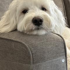 Rouge - Australian Cobberdog