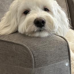 Rouge - Australian Cobberdog