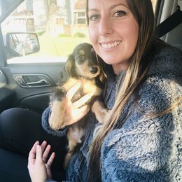 Dachshund Puppies from Dream Dachshunds