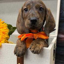 Jimmy - Brindle male Dachshund puppy in Leoma, Tennessee from Southbound Kennel