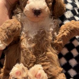 Assorted Doodle Crosses, Goldendoodle, Labradoodle, and Poodle Puppies from Ruff Country Doodles