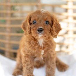 Mimosa - Red female Cavapoo puppy in Daphne, Alabama from Harper Doodles
