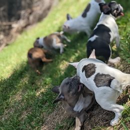 French Bulldog Puppies from G & K Frenchies LLC