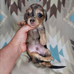 GAVIN - Dapple male Dachshund puppy in Swink, Oklahoma from Palali Farm