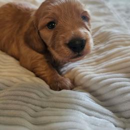 Boy 2 - Red male Dachshund puppy in Lebanon, Oregon from Willow Moons Dachshunds
