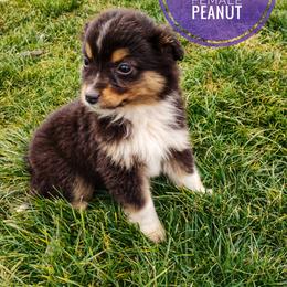Peanut - Black tri female Miniature Australian Shepherd puppy in Kettle Falls, Washington from Ellie's Miniature Australian Shepherds