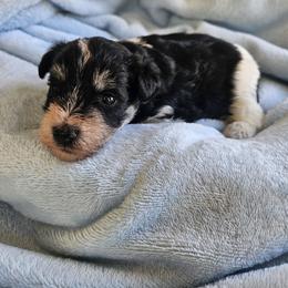 Raymond - Parti male Miniature Schnauzer puppy in Crosby, Texas from Raisin' the Woof Schnauzers