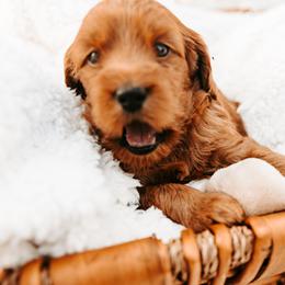 Jacinth - Red female Australian Cobberdog puppy in Sarasota, Florida from Labe's Australian Cobberdogs