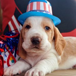 Boy 1 - Red and white male Basset Hound puppy in Robbins, Tennessee from Orange Mountain Basset Hounds